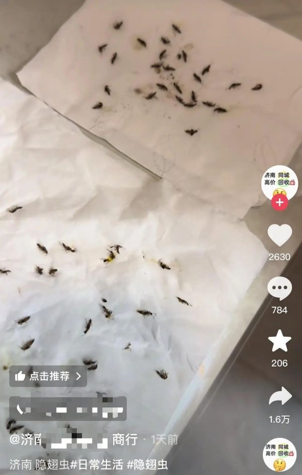 简配资 警惕“飞行的硫酸”！多人遭隐翅虫袭击，有人捏死后中招，有人差点“毁容”